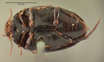 Media type: image;   Entomology 6072 Aspect: habitus ventral view